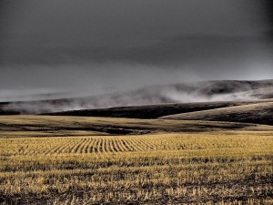 Wheat field near Condon Oregon