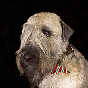 Tintin